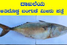Mackerel Fish in Kannada