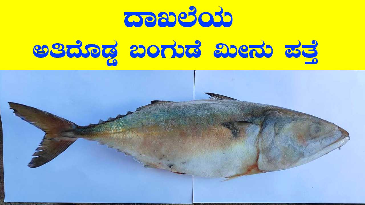 Mackerel Fish in Kannada