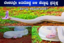 Longest White Python