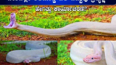 Longest White Python