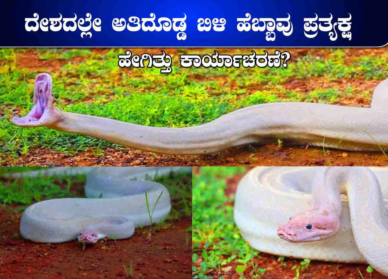 Longest White Python