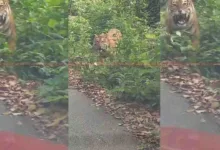 Tiger Spotted on Road