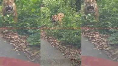 Tiger Spotted on Road