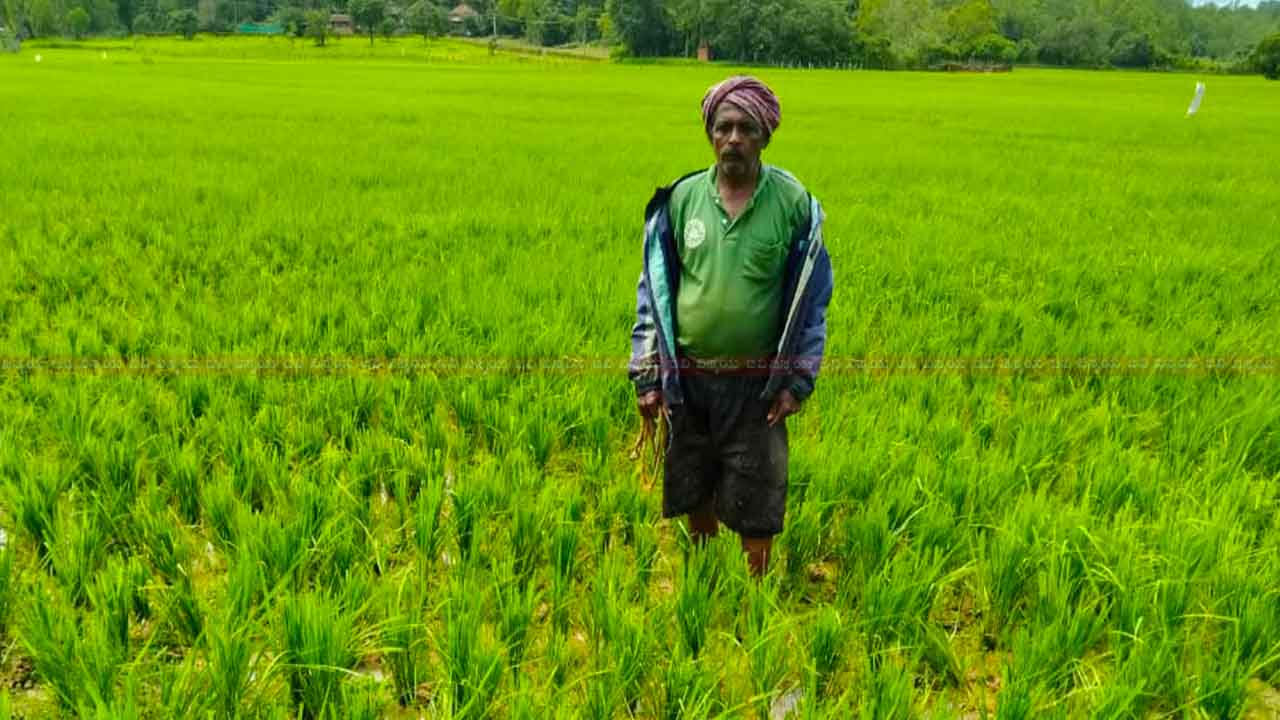 ಗದ್ದೆ ನಾಟಿ