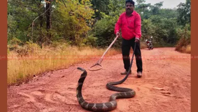 king cobra