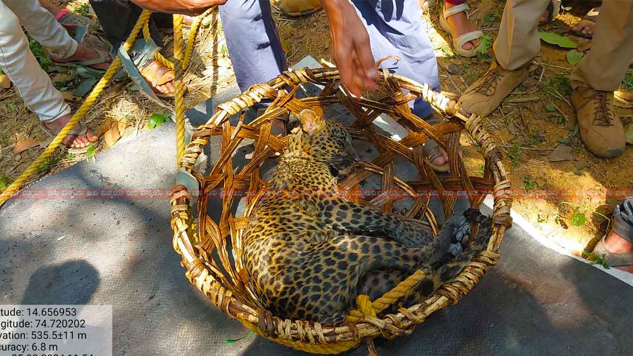 cheeta death