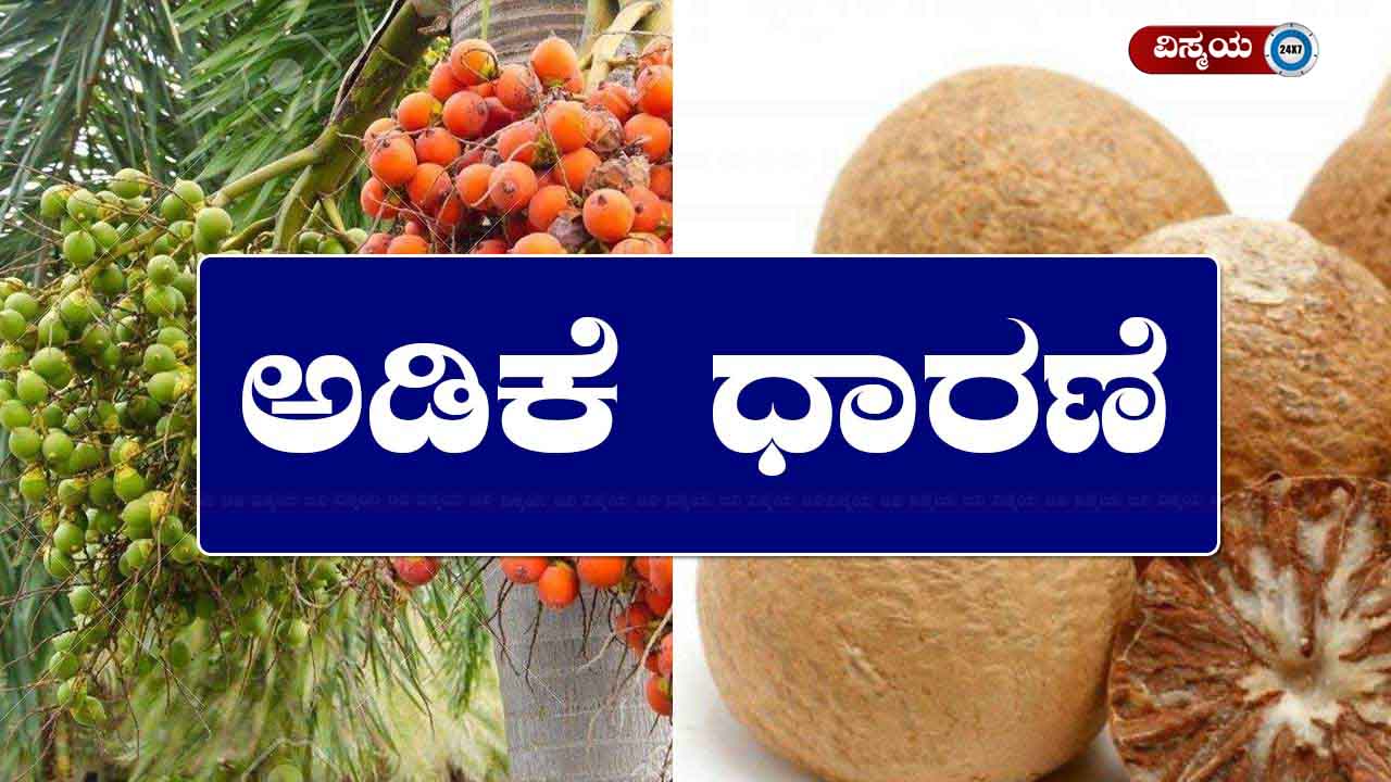 ಅಡಿಕೆ ಧಾರಣೆ