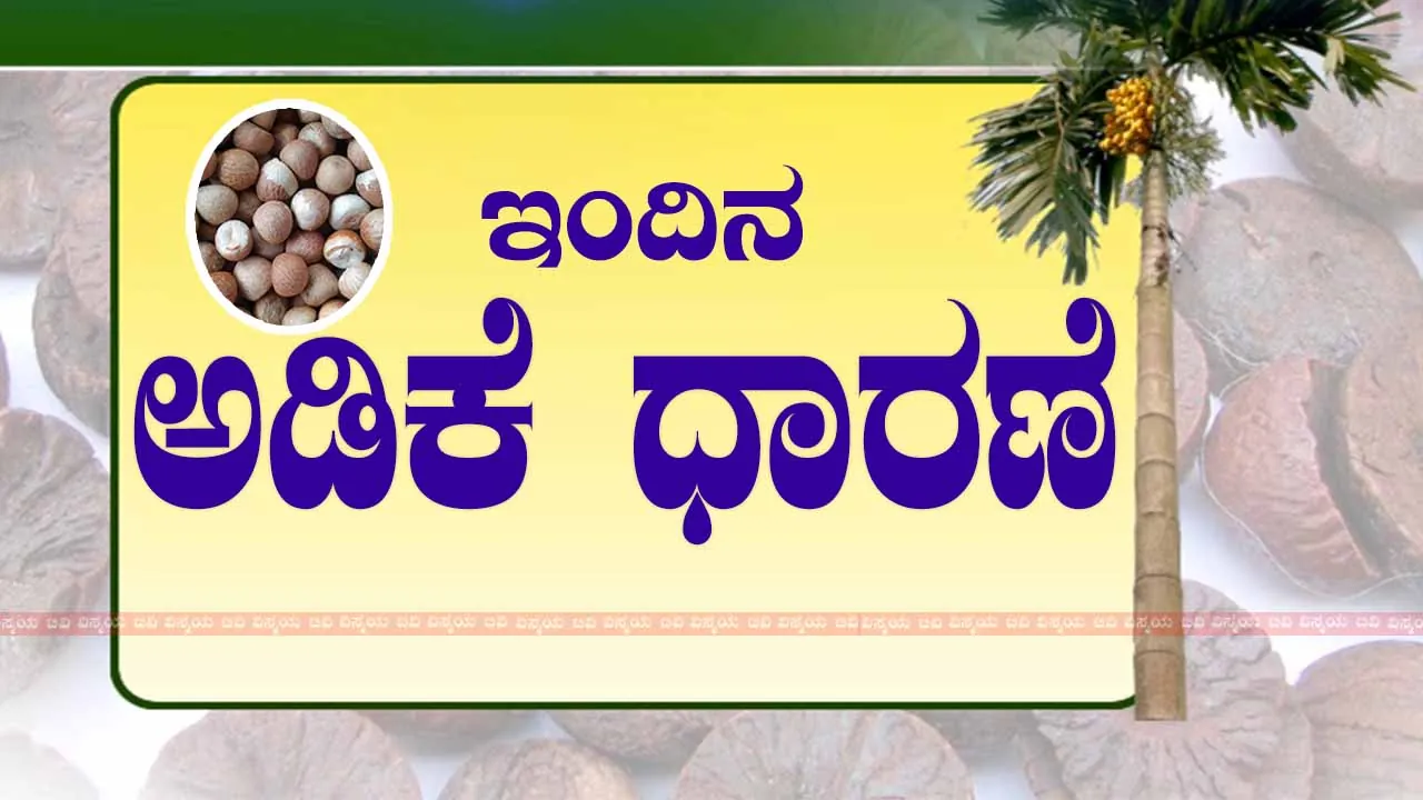 Arecanut Price, ಅಡಿಕೆ ಧಾರಣೆ